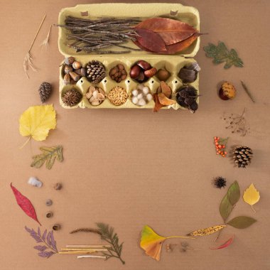 Sonbahar dairesi meşe palamudu, kestane, koni ve diğer orman unsurları gibi doğal malzemelerle birlikte yaratıcı projeler için idealdir..