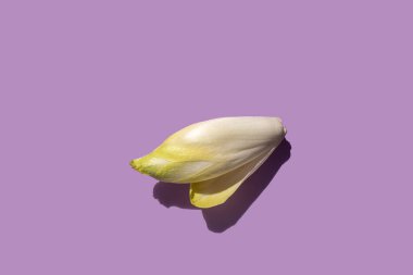 one fresh endive on lavender background  clipart