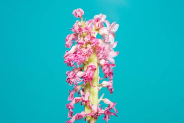 Mavi turkuaz arka planda kurumuş pembe bir sümbül çiçeğine yakın plan, bir makro fotoğraf, rönesans, ön görüş.