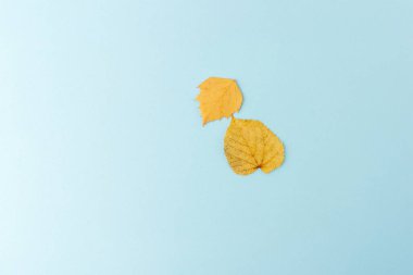 Mavi arka planda iki sarı sonbahar yaprağı, çocuklar için düz kompozisyon oluşturma yaratıcı sürecinde adım atmak, DIY, sanat projesi