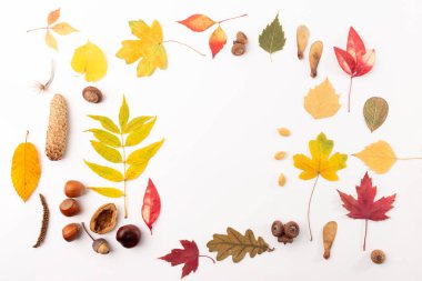Sonbahar yaprakları, tohumlar, fındıklar ve beyaz arkaplanda sıralanmış diğer doğal nesneler. Sonbahar yaratıcılığıyla doldurulmuş metin için çerçeve. 