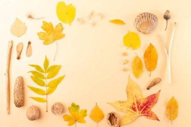 Şeftali arka planında sarı yapraklar, şekil ve boyut farklılıkları, gerçek mevsimsel titreşim, herhangi bir sonbahar esinlenilmiş tasarım, davetiye veya arka plan için mükemmel.