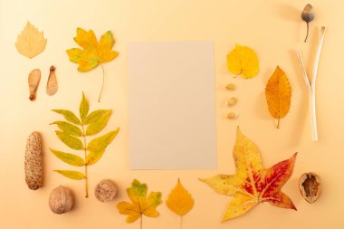 Sonbahar yaprakları, tohumlar, fındıklar ve sarı arka planda sıralanmış diğer doğal nesneler. Yapraklar farklı türde ağaçları temsil eden sarı, kırmızı ve kahverengidir..