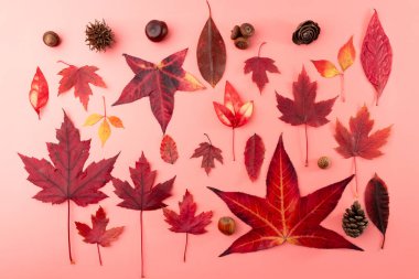 Pembe arka planda güzel bir sonbahar temalı düzenleme. Sonbahar elementleri dizisi ve canlı kırmızı yapraklar. Çam kozalakları, meşe palamutları, kestaneler, ve diğer tohum kabukları, estetik olarak tatmin edici 