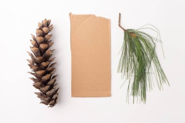 Çam kozalağı, uzun ve kahverengi, beyaz arka planda sıkıca paketlenmiş pullar, üst manzara. DIY için ideal, çocuklar öğrenme projeleri, doğa el sanatları, eğitim amaçları, doğal materyal ilhamı.