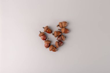 Açık gri arka planda sergilenen kapaklı çiğ meşe palamutları. Sonbahar temalı dekor ve doğa için yukarıdan aşağı çekim. Yaratıcı süreçte adım atmak, çocuklar için zanaat faaliyetleri
