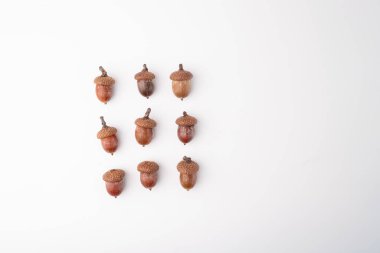 Çiğ meşe palamutları, üst manzara, beyaz arka plan, el işi projeleri ve sonbahar dekorasyonları için stüdyo çekimi. DIY ve yaratıcılık kavramı. Tebrik kartı, davetiye, poster, afiş tasarımı. Düz konum