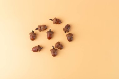 Açık turuncu arka planda serili palamut koleksiyonu..