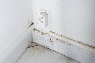 Döşemeli bir elektrik prizinin yakınındaki beyaz bir duvarda küf büyüyor. Kapalı alanda çevre sorunu ve bakım kavramı. Farkındalık ve eğitim materyalleri için yakın çekim fotoğrafçılık.