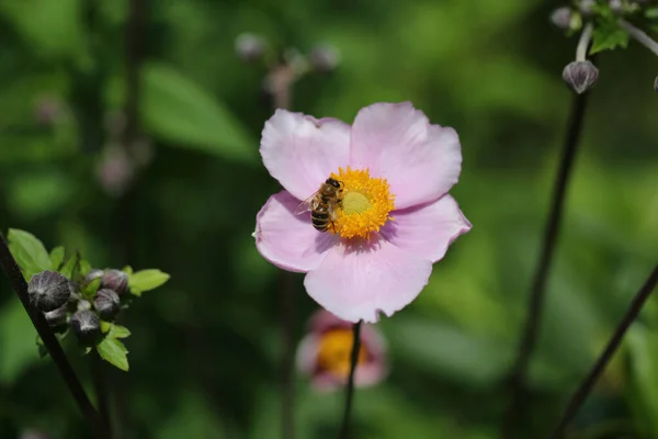 Krefeld Veduta Honey Bee Che Raccoglie Nectar Fiore Rosa Chiaro Foto Stock