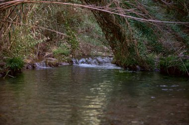 Güneşli bir günde bir dağ nehrinde küçük bir şelale. Sazlık, bitki örtüsü, yalnızlık, kristal berrak su, şeffaf, güneş ışığı, taşlar