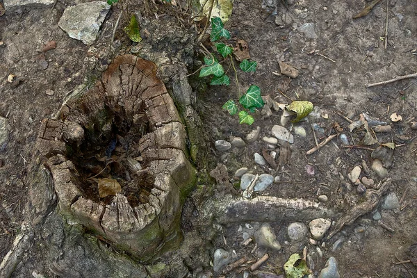 Hålet Trädstam Klippt Från Ett Träd Skogen Ovanifrån Murgröna Blad — Stockfoto