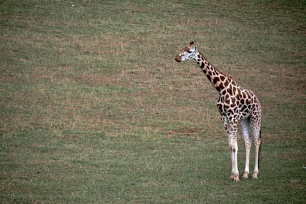 Eine Einsame Giraffe Grünen Grasland Leerer Raum Langer Hals Groß — Stockfoto