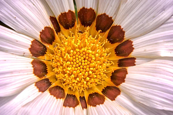 Fiore Indiano Bianco Giallo Base Sfocata Macro Fotografia Dettaglio Delle — Foto Stock