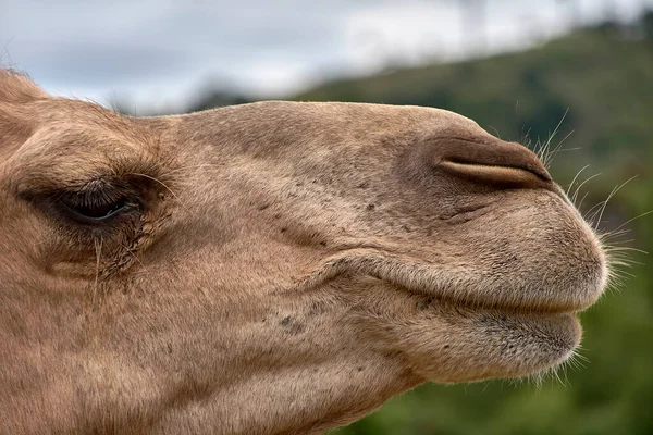 Detail Head Dromedary Cloudy Sky Texture Hairs Eye Nose Nose — Stock Photo, Image