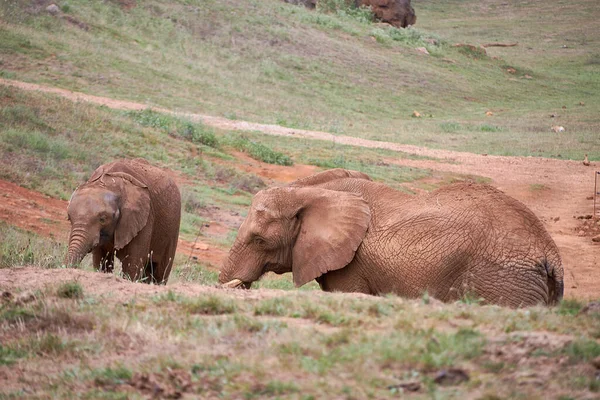 Elefante Hembra Con Cría Caminando Prado Madre Hijo Hija Verde — Foto de Stock