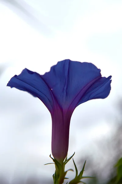Flor Púrpura Bluebell Hojas Fondo Fuera Foco Detalle Fotografía Macro — Foto de Stock
