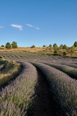 A lavender field in bloom on a sunny day.Straight lines, perpendicular and parallel lines, vanishing lines, trees. Colour, violet, smell,