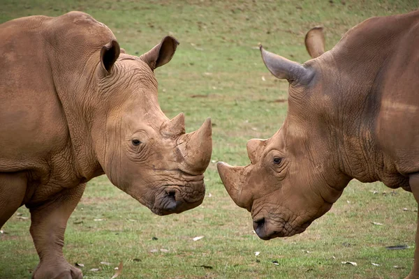 两只犀牛面对着彼此的头 角的细节 — 图库照片