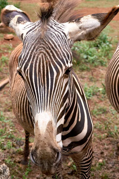 食べながら頭のシマウマの詳細 黒と白 哺乳動物 — ストック写真