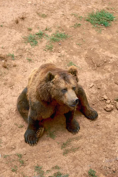 Большой Бурый Медведь Сидит Песке Млекопитающие Одиночные Когти Зенитальный Вид — стоковое фото