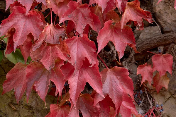 Detail of green and red ivy leaves.Detail, variety, texture, out-of-focus background, textural, solarium, rural stone