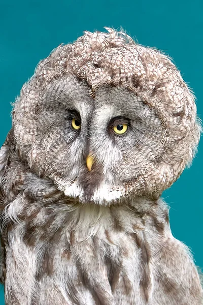 Detail of white owls head on blue background.Bright eyes, beak, coat, texture, calmness, raptor