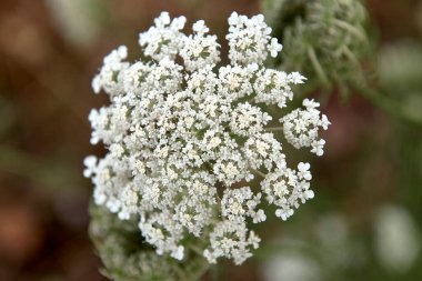 Yabani havuç çiçeği, odak dışı arka plan. Daucus carota, ayrıntılı fotoğraf, makro, beyaz doku.