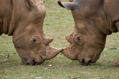İki gergedan kafa kafaya çarpışır. Çimen, boynuz detayı, baş, öfke, meydan okuma, güç gücü