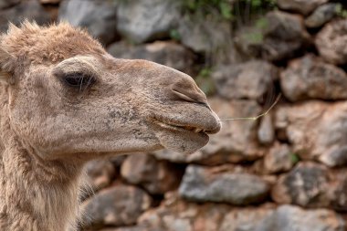 Bir dromedary başkanının ayrıntıları. Bulutlu gökyüzü, doku, saç, göz, burun, burun, ağız gülümsemesi.