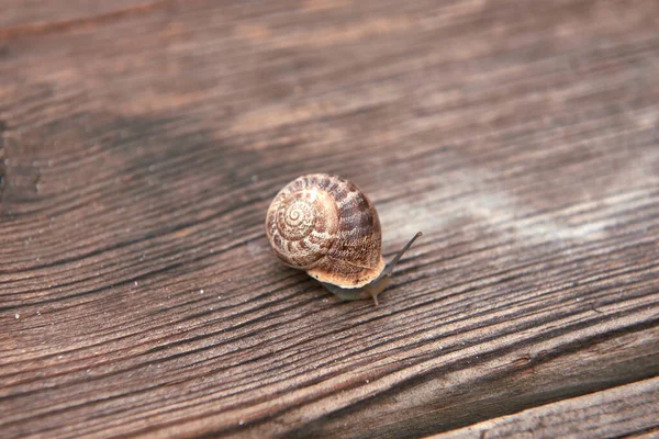 Snail Wooden Board Out Focus Background — Stock Photo, Image