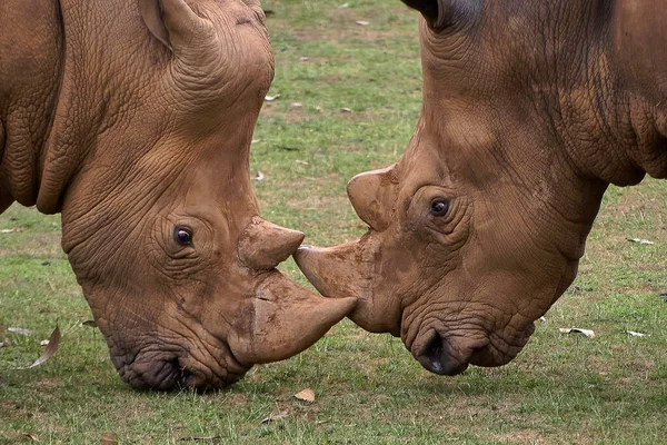 Dos Rinocerontes Encuentran Cara Cara Para Combatirlo Fotografía Detallada Verde — Foto de Stock