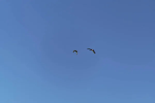 Két Zöld Nyakú Kacsa Repül Kék Égen Kék Háttér Szoliter — Stock Fotó