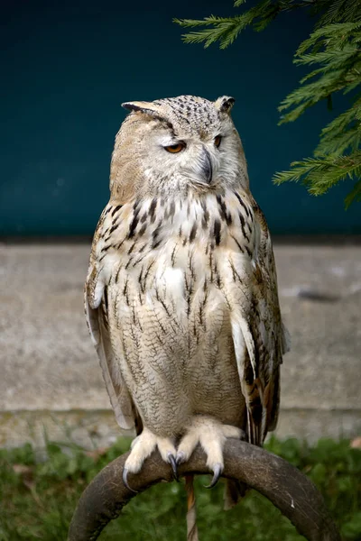 Owl Perched Perch Waiting Game Head Ring Tranquillity Eyes Beaks — Stock Photo, Image
