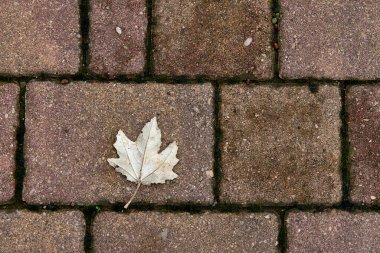 Taş kaldırım taşlarının üzerinde bir sonbahar yaprağı. Düz çizgiler, kareler, kahverengi, paralel.,