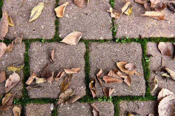 Set Tree Leaves Fallen Autumn Street Symmetry Brown Squares Moss — Stock Photo, Image