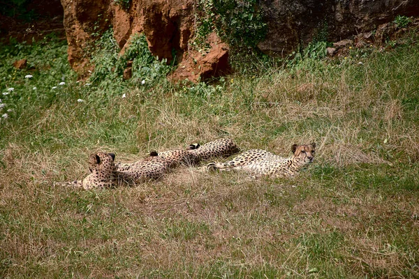 Three Gepards Lying Grass Savannah Face Spectator Relaxation Stones Flowers — Stock Photo, Image