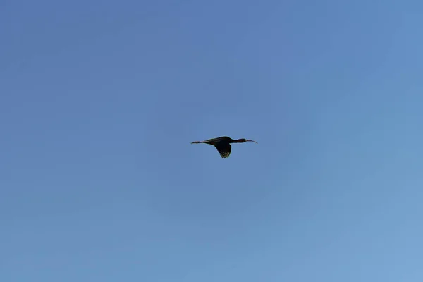 Common Moorhen Flying Blue Sky Wallpaper Solitaire Saturated Blue Horizontal — Stock Photo, Image