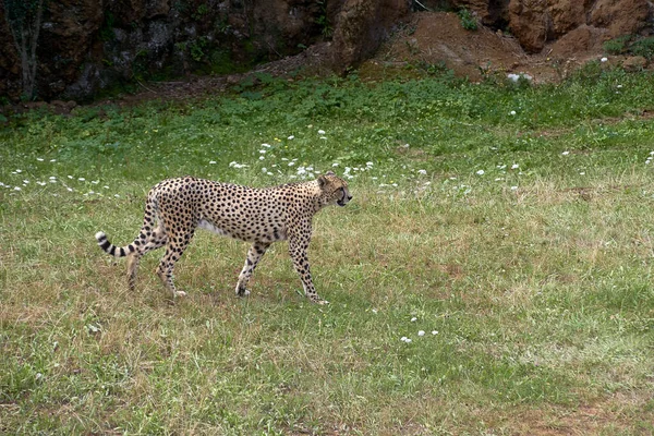 Gepard Stojící Vzpřímeně Suché Savaně Zelená Slunečná Skvrnitá Kočičí Přeplněná — Stock fotografie