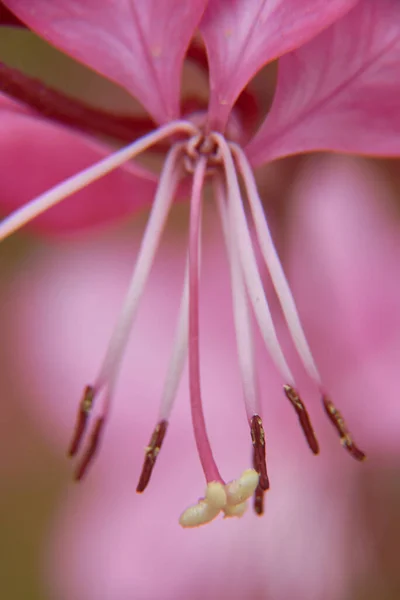 Detail Strellite Bunga Gaura Pada Latar Belakang Hijau Yang Tidak — Stok Foto