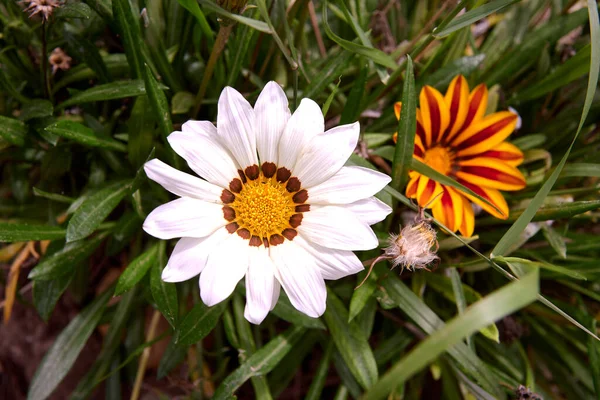 2つのインドの花 オレンジと白のグループ 白と黄色のインドの花 集中していないベース マクロ写真 花の部分の詳細 イスメリア カラニタナ — ストック写真