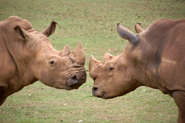Dos Rinocerontes Uno Frente Otro Cabeza Cabeza Hierba Detalle Cuerno — Foto de Stock