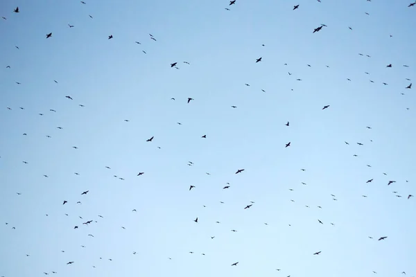 頭上を飛ぶ鳥でいっぱいの青空を公開しました 黒と白 — ストック写真