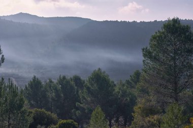 Çam ağaçları ve sisli bulutlarla kaplı dağ manzarası. Sisli, gizemli, bulutlu ve aydınlık, yalnız gökyüzü