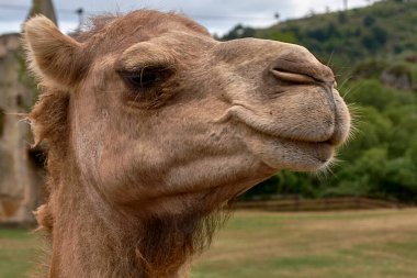 Bir dromedary başkanının ayrıntıları. Bulutlu gökyüzü, doku, saç, göz, burun, burun, ağız gülümsemesi.