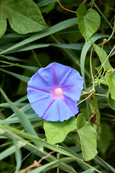 Цветки Фиолетового Голубого Цвета Листьях Фон Вне Фокуса Ипомея Пурпурная — стоковое фото