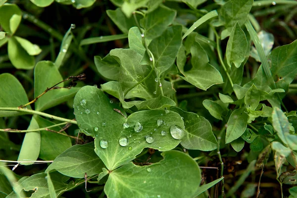 Eine Gruppe Blätter Von Pamplina Agua Mit Regentropfen Makro Und — Stockfoto