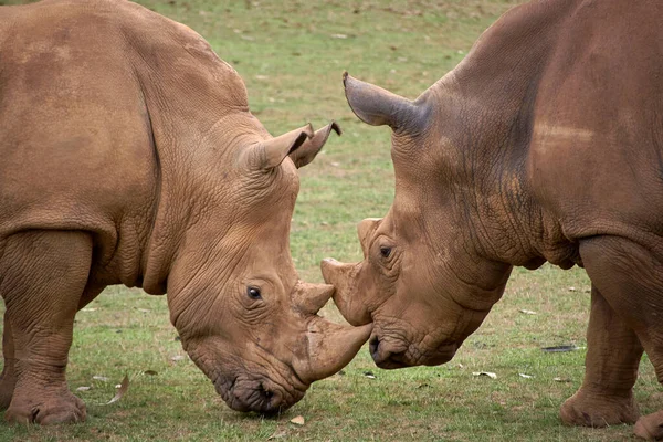Dos Rinocerontes Uno Frente Otro Cabeza Cabeza Hierba Detalle Cuerno — Foto de Stock