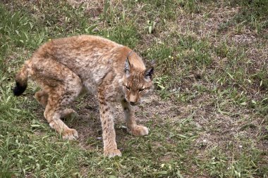 Çimlerin üzerinde bir vaşak, dikkatli ol, kedi. Yalnızlık, kediler, insan yok, bitki örtüsü, yeşil, çimenlerin önü uzanmıyor.