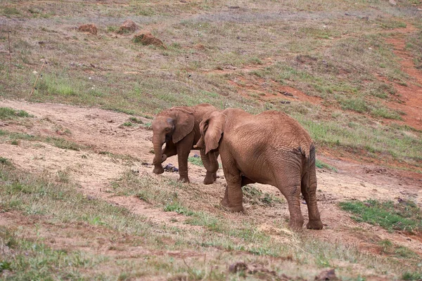 Elefante Hembra Con Cría Caminando Prado Madre Hijo Hija Verde — Foto de Stock